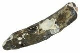 Fossil Pygmy Sperm Whale (Kogiopsis) Tooth #90421-1